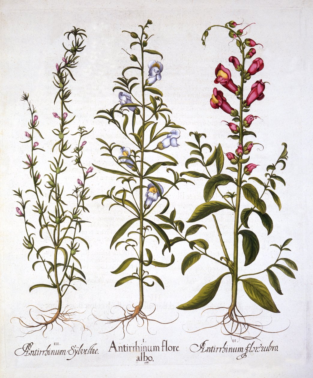 Leeuwenbekken of Antirrhinums, uit Hortus Eystettensis, door Basil Besler, 1613 door German School