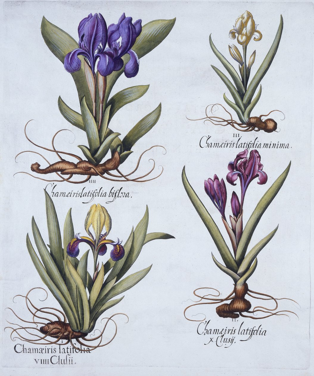 Bonte Dwergbaardige Iris, Mauve Dwergbaardige Iris, Crèmekleurige Dwergbaardige Iris, Blauwe Dwergbaardige Iris, uit Hortus Eystettensis, door Basil Besler, gepubliceerd 1613 door German School