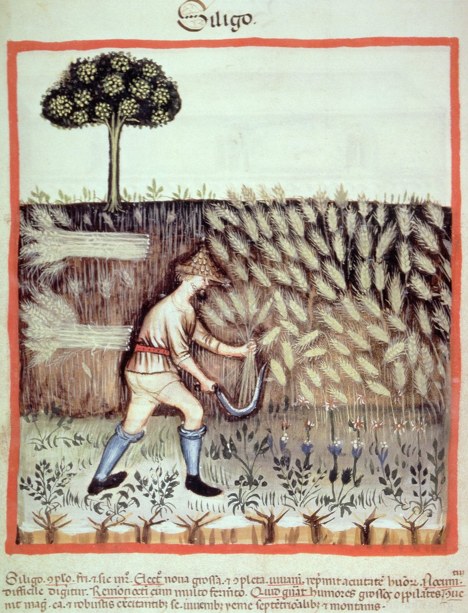 Het verzamelen van wintergraan, illustratie uit Tacuinum Sanitatis Codex Vindobonensis door Italian School