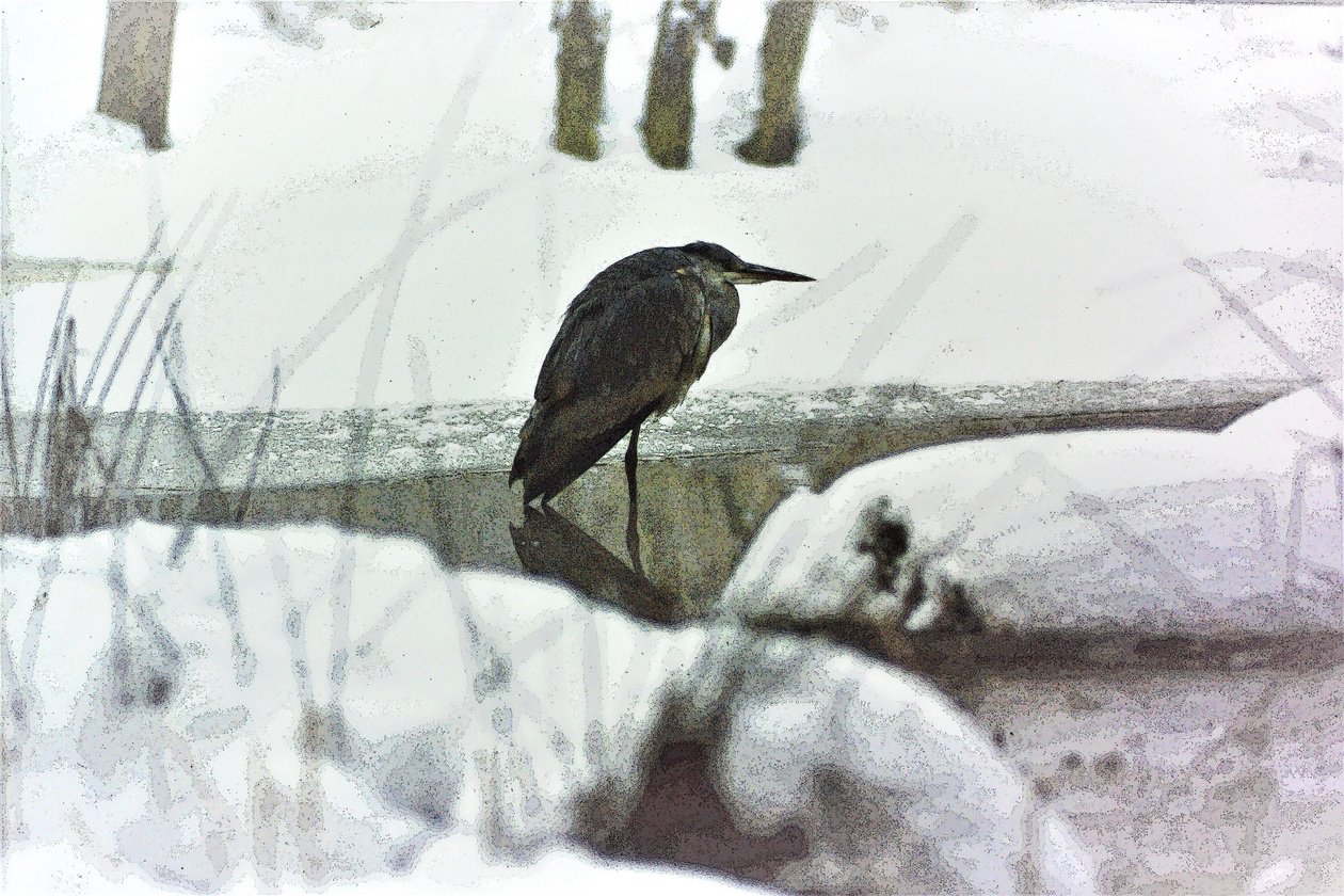Blauwe Reiger in de Sneeuw door Detlef B. Fischer