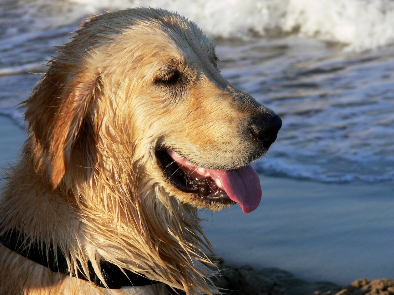 Golden Retriever door Monika Wittrich