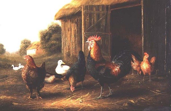 Kippen en eenden in een boerenerf door A. Jackson