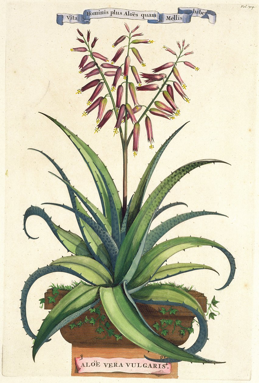 Aloe Vera Vulgaris, uit 