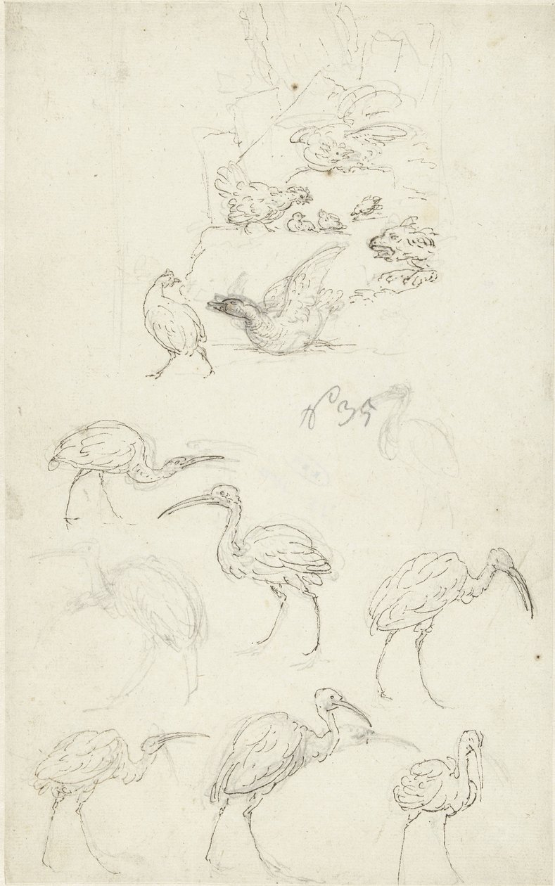 Studies van vogels door Abraham Meertens