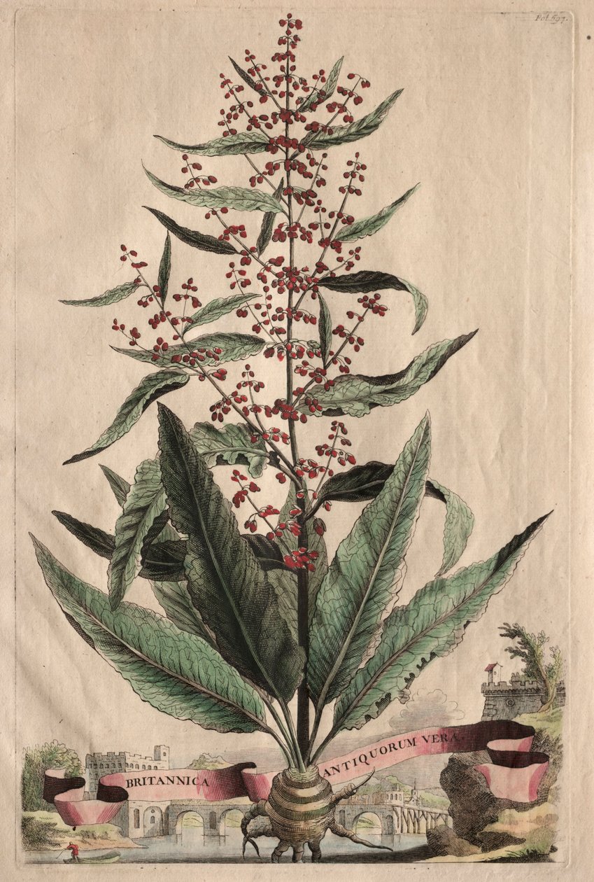Phytographia Curiosa: Britannica Antiquorum Vera door Abraham Munting
