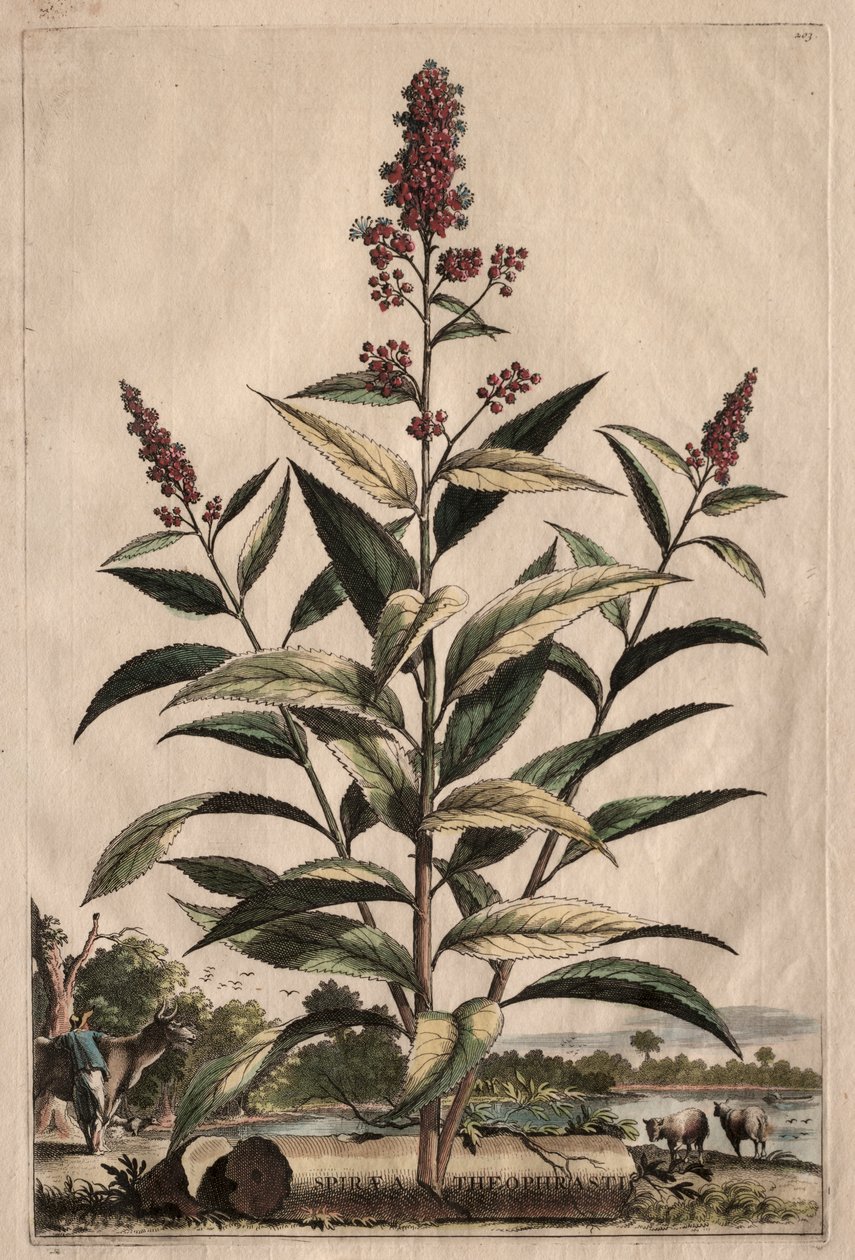 Phytographia Curiosa: Spiraea Theophrasti door Abraham Munting