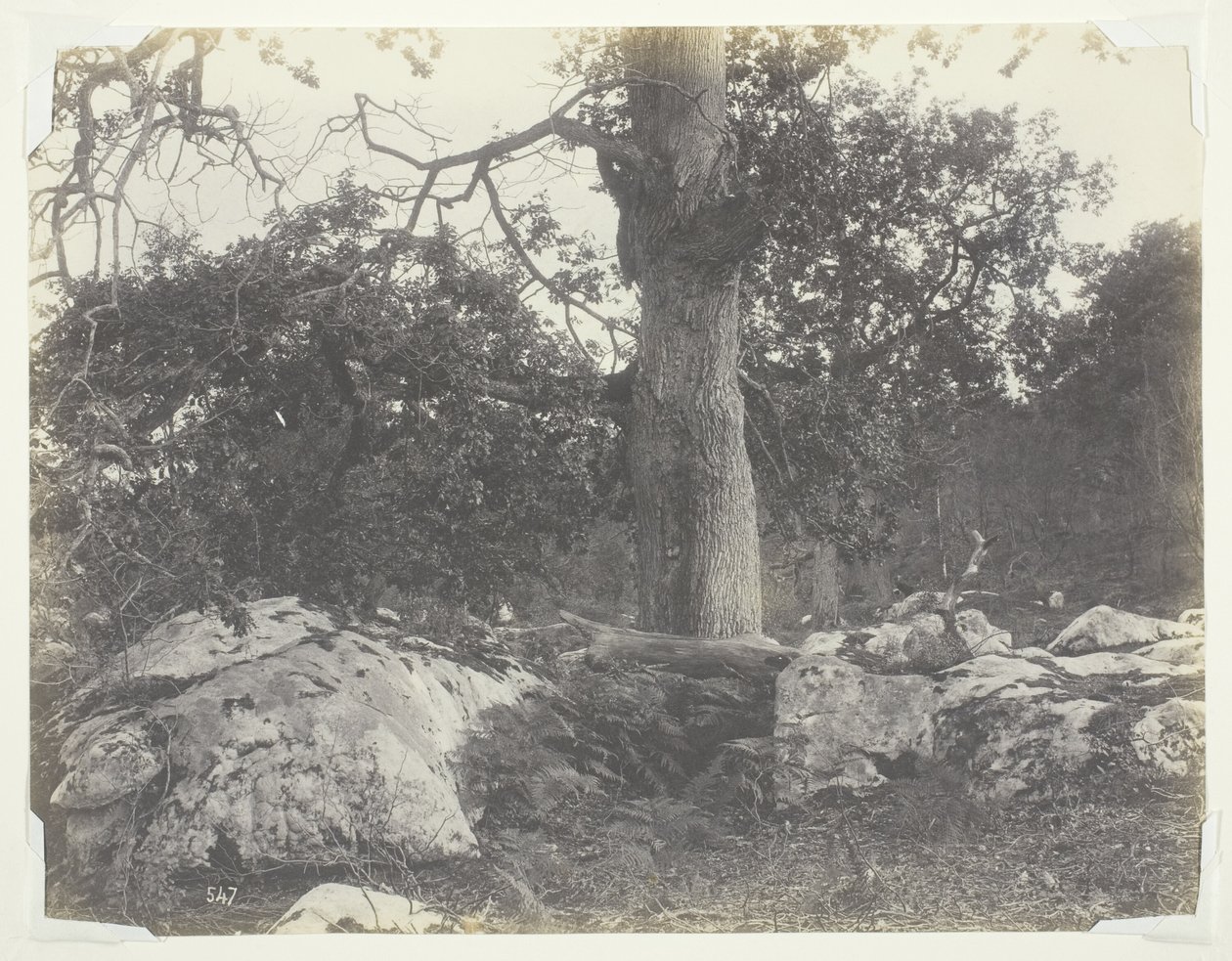 Bos en Rotsen, Fontainebleau door Achille Quinet