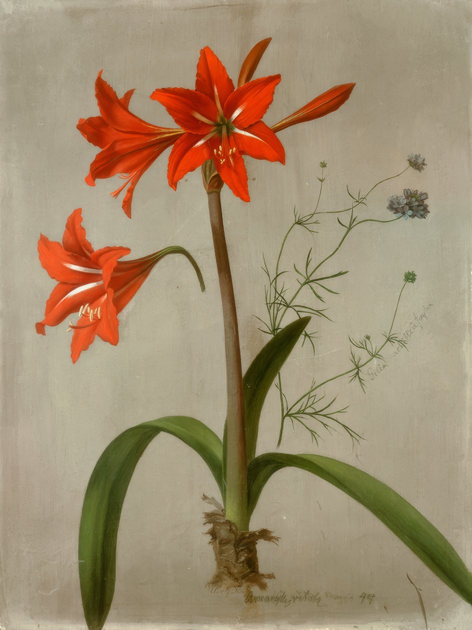 Amaryllis en Gilia door Adolf Senff