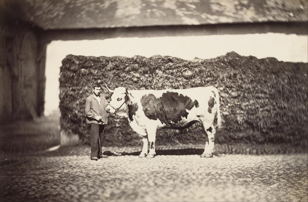 Prijsstier door Adolphe Braun