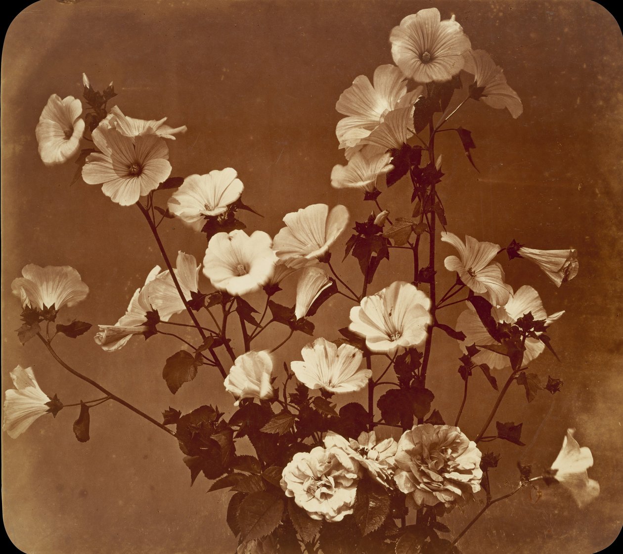 [Bloemenstudie, Rose of Sharon], ca. 1854 door Adolphe Braun