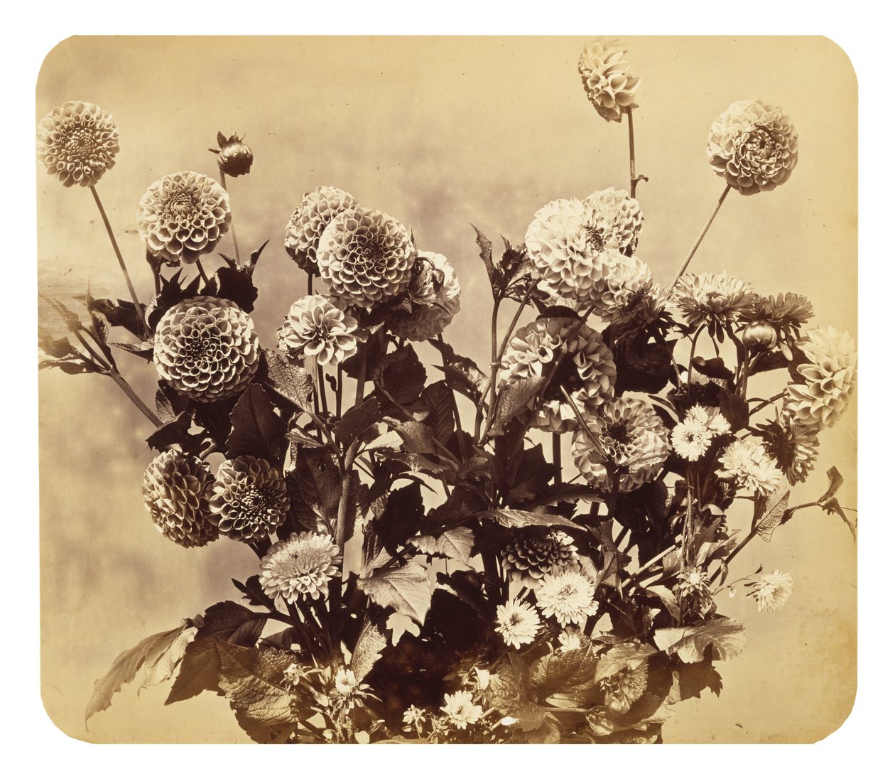 Zonder titel, ca. 1860 door Adolphe Braun
