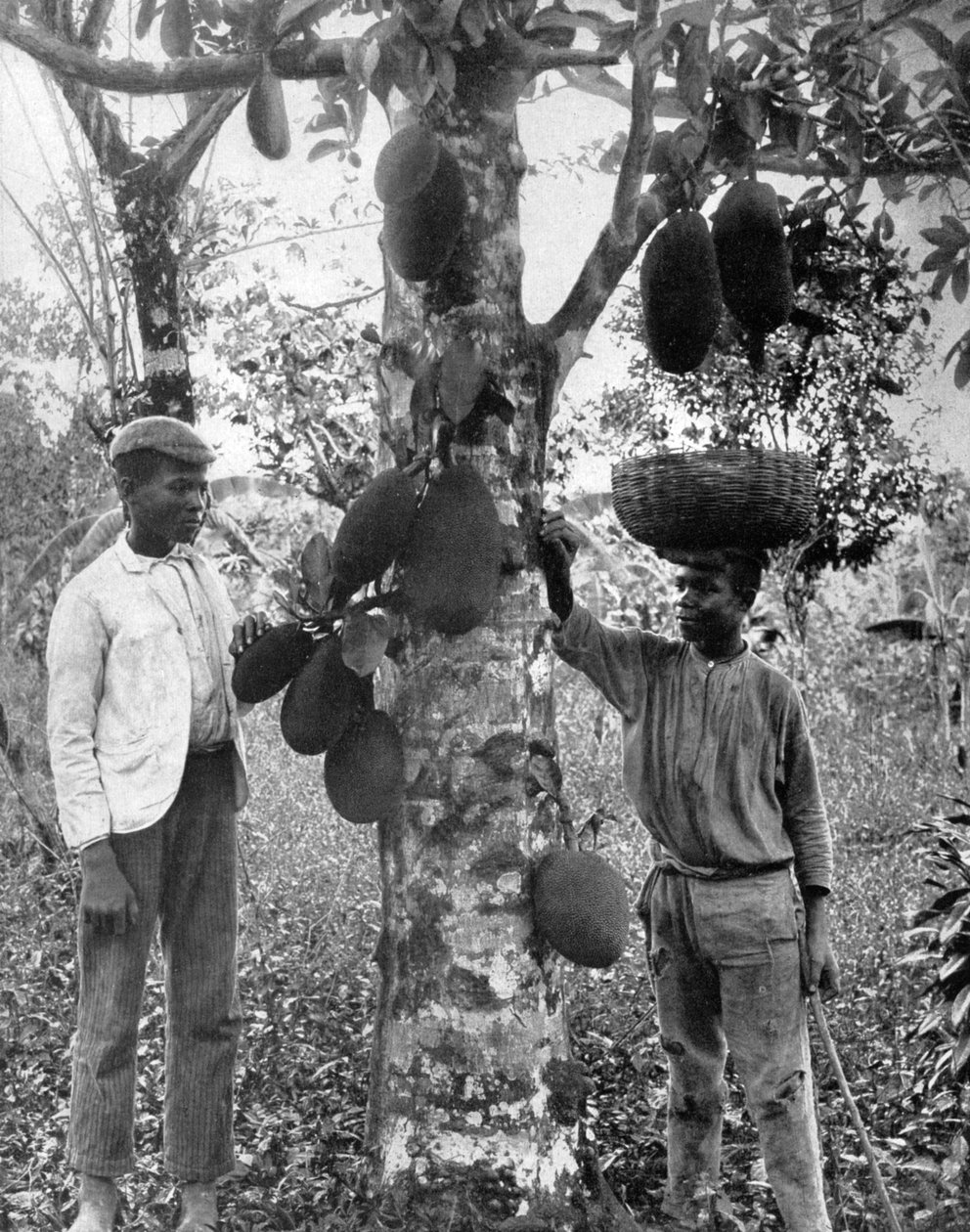Jackfruit, Jamaica, ca. 1905 door Adolphe Duperly and Son