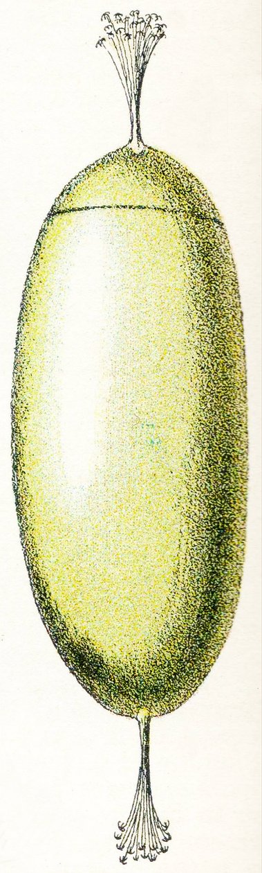 Ei van een Lamprei, 1923 door Adolphe Philippe Millot
