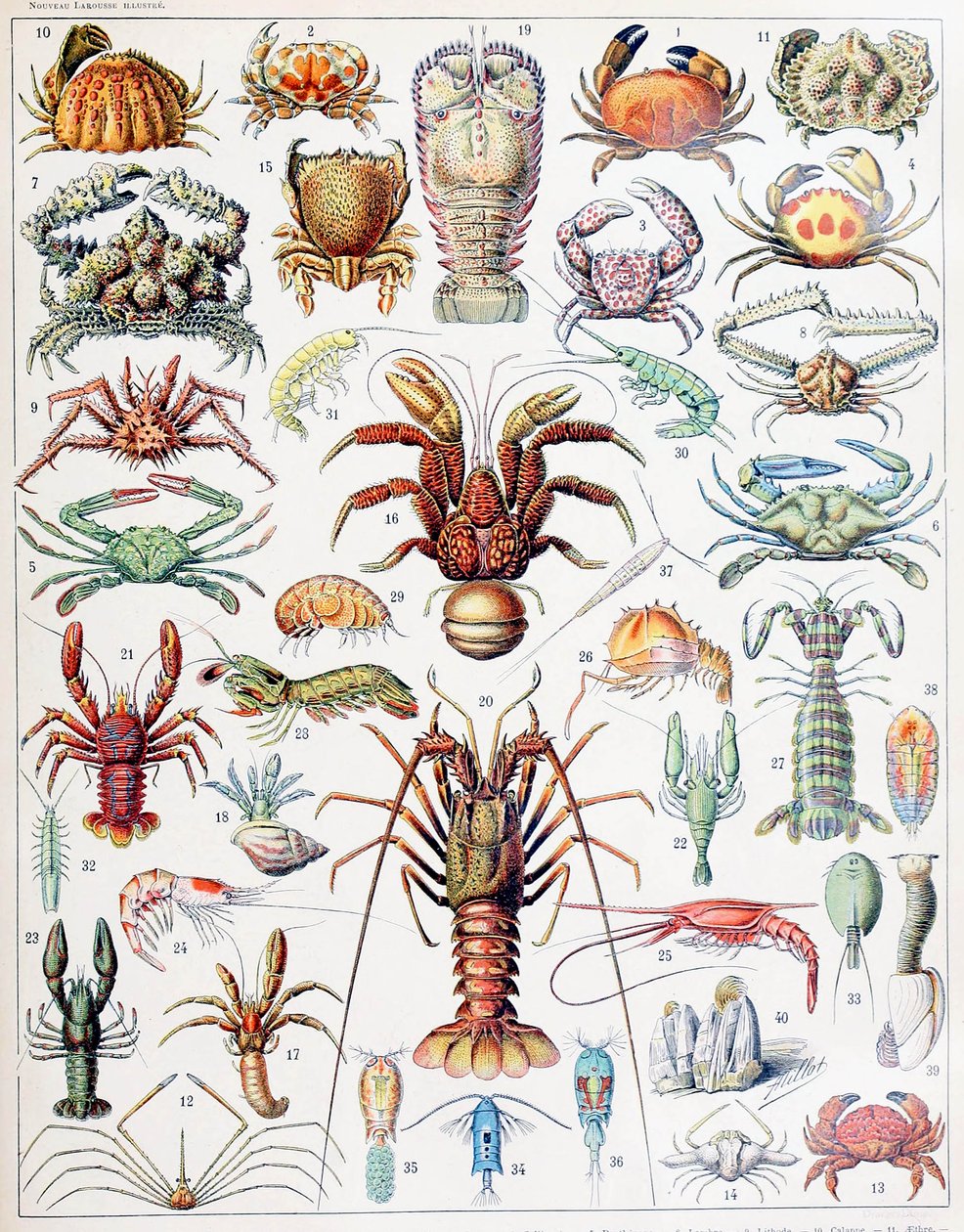 Illustratie van schaaldieren ca. 1923 door Adolphe Philippe Millot