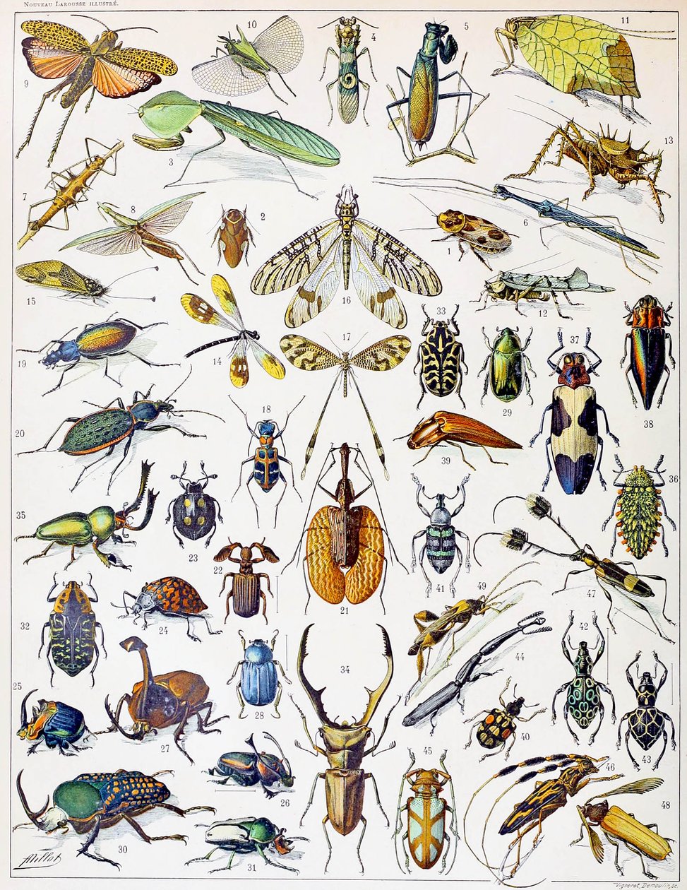 Illustratie van insecten ca. 1923 door Adolphe Philippe Millot