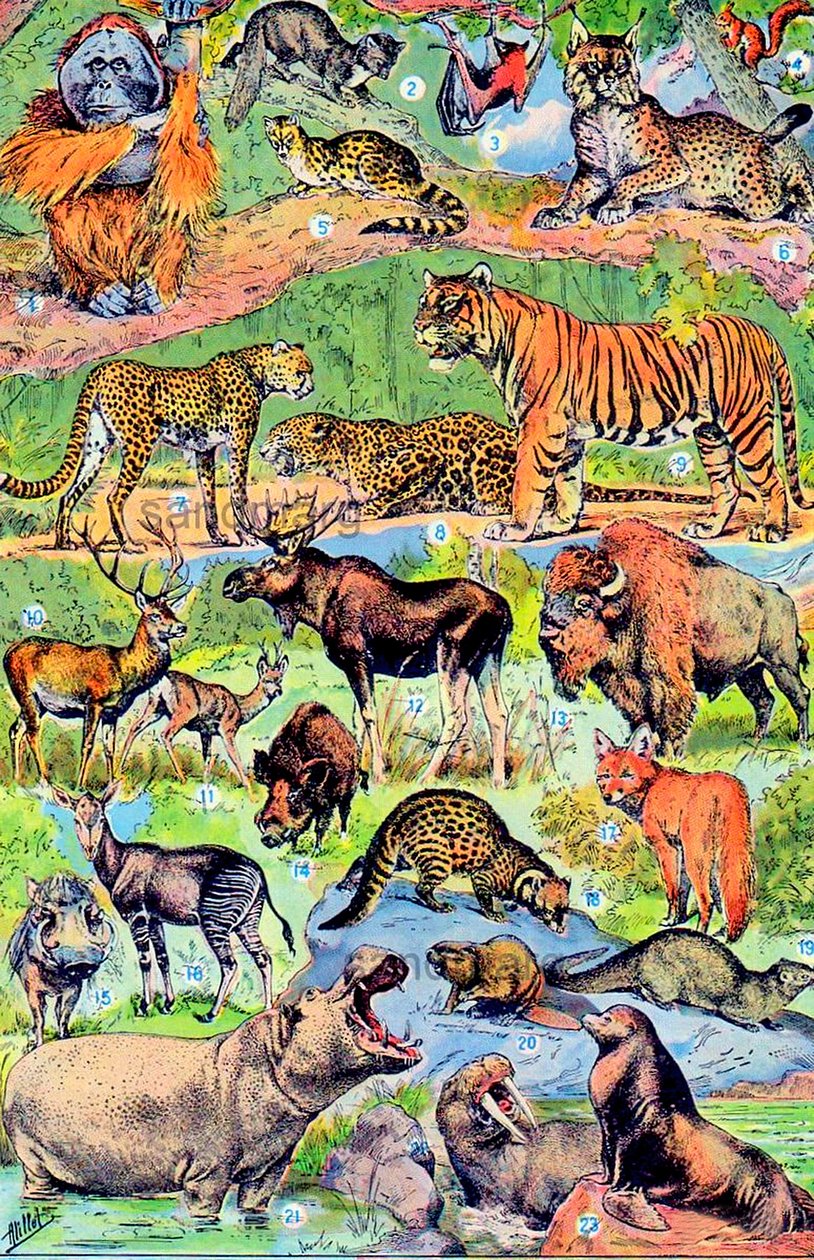Illustratie van wilde dieren, ca. 1923 door Adolphe Philippe Millot