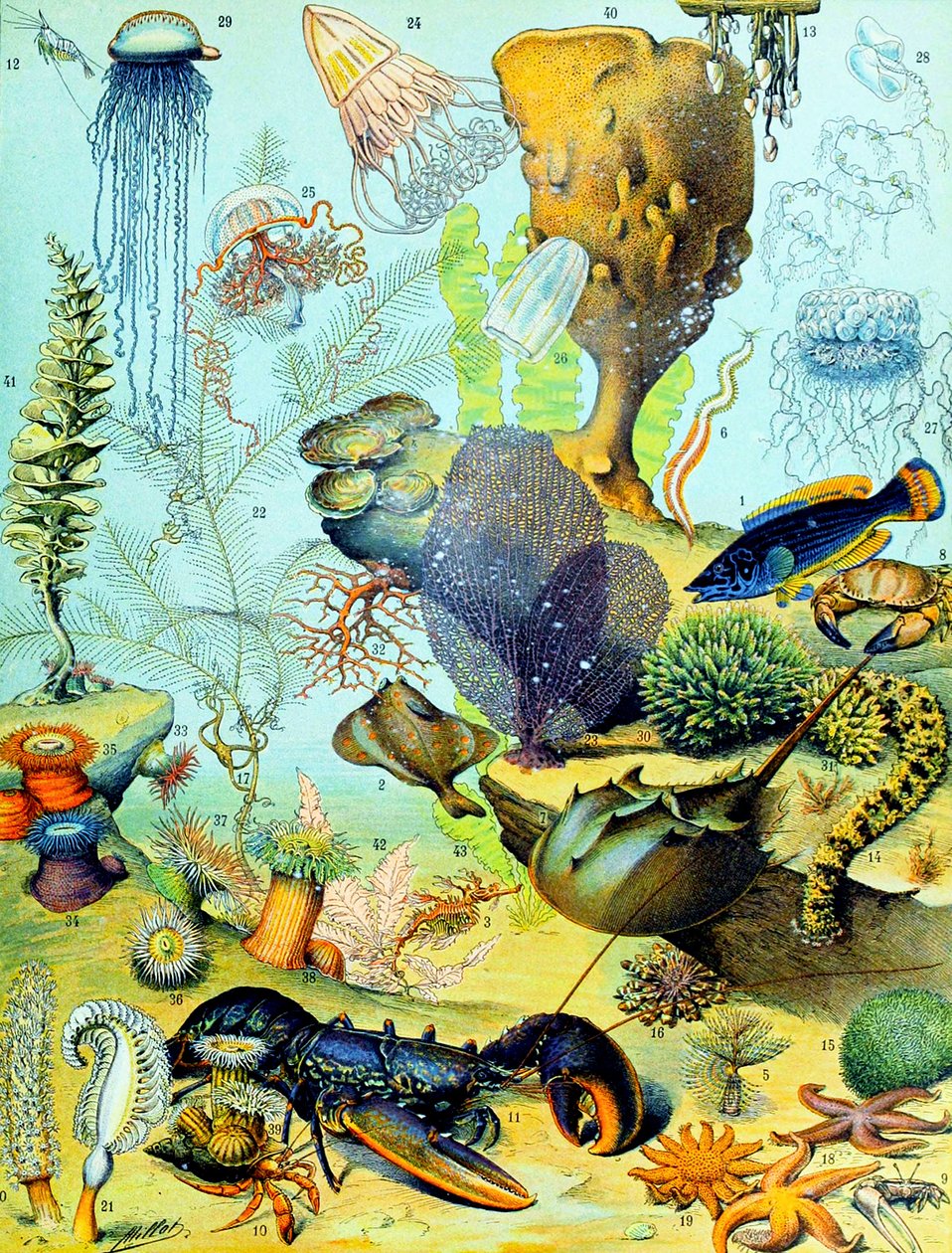 Illustratie van een onderwaterscène, ca. 1923 door Adolphe Philippe Millot