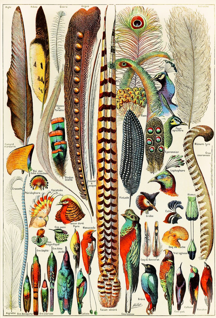 Illustratie van veren en vogels, ca. 1923 door Adolphe Philippe Millot