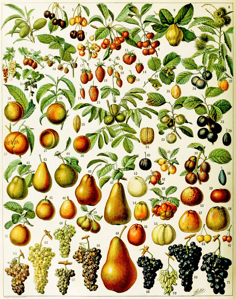 Illustratie van fruit, ca. 1923 door Adolphe Philippe Millot
