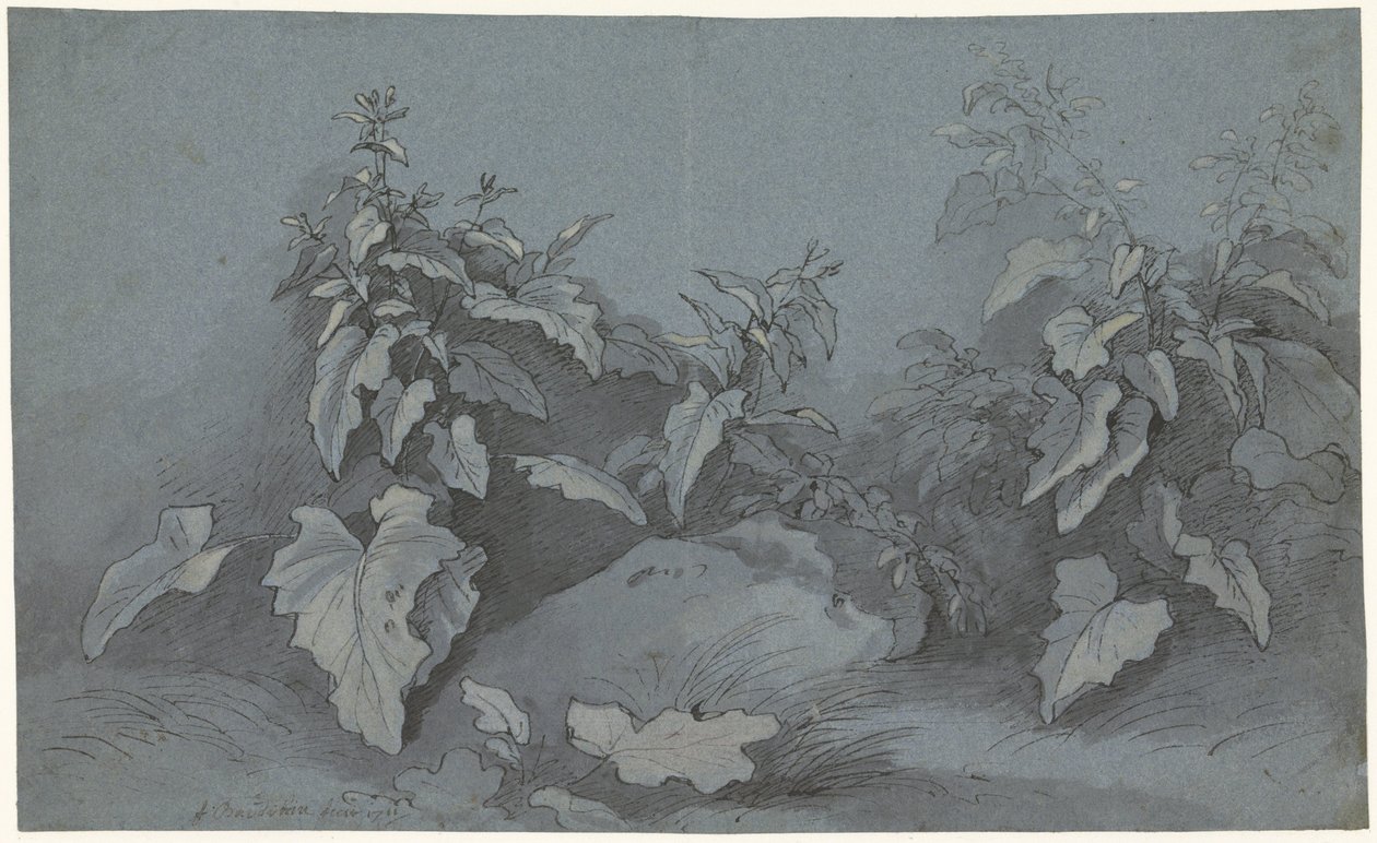 Plantenstudie door Adriaan Boudewyns