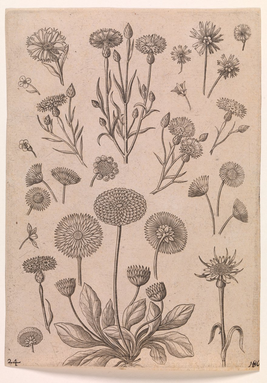 Korenbloemen door Adriaen Collaert