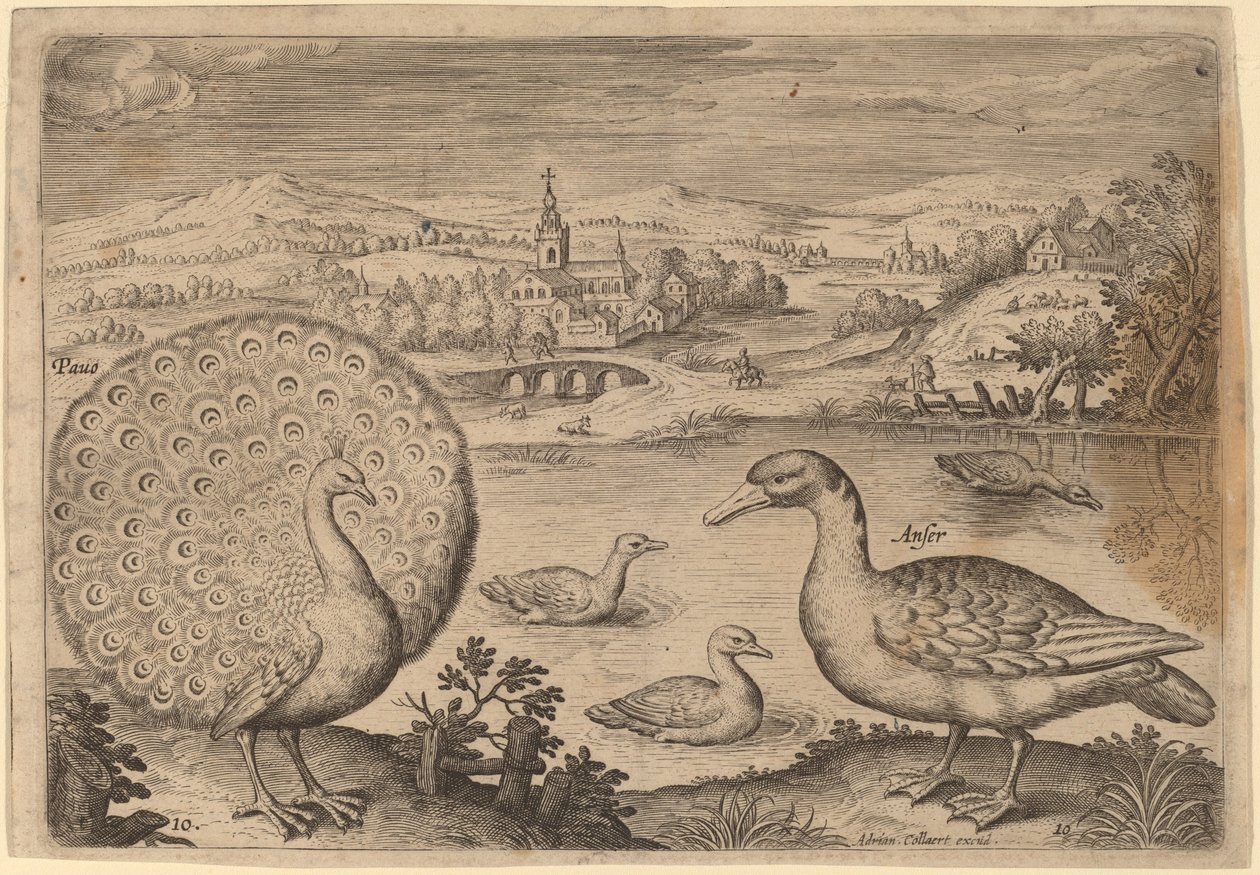 Pauw en gans door Adriaen Collaert
