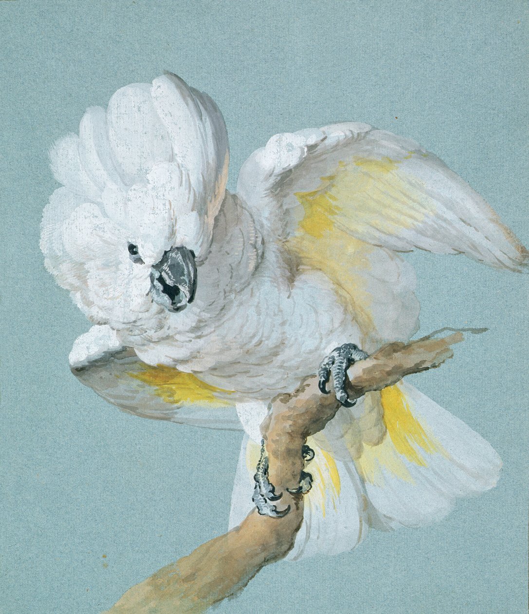 Een Grote Witte Kuifkaketoe door Aert Schouman