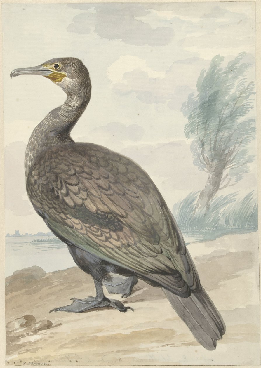 Aalscholver door Aert Schouman