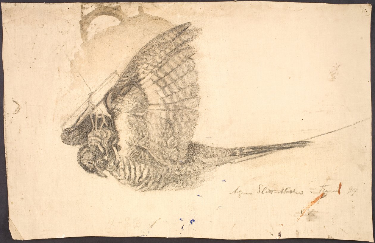 Studie van een dode vogel door Agnes Slott Møller