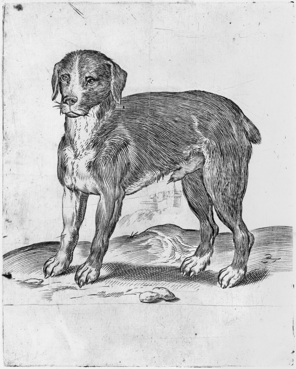 Hond door Agostino Carracci