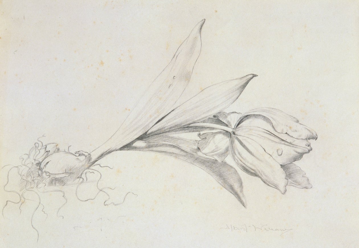 Tulp door Albert Williams
