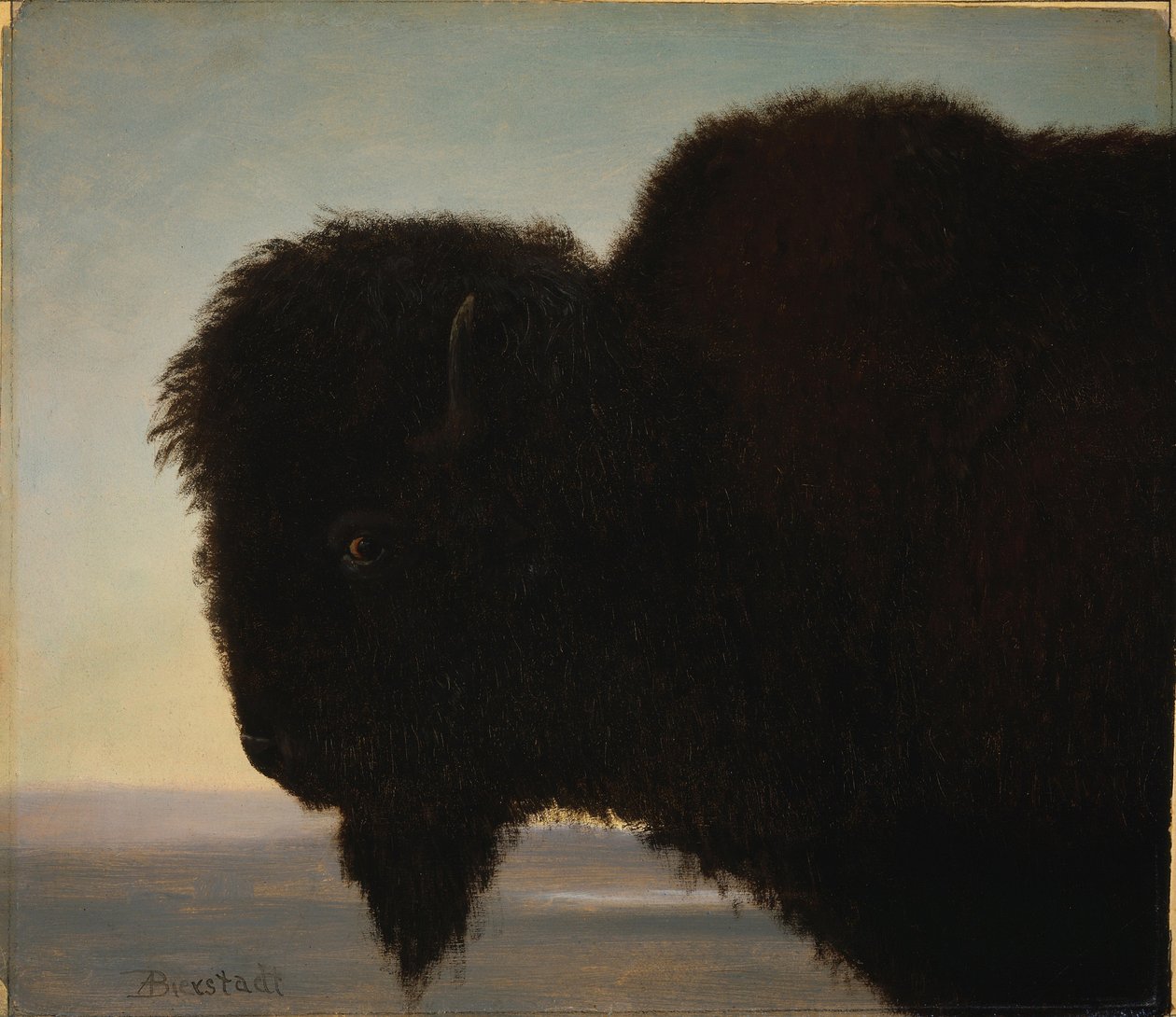 Buffalohoofd door Albert Bierstadt