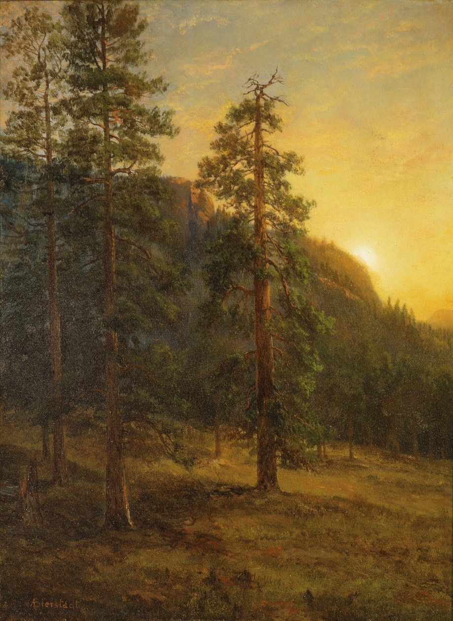 Californische sequoia