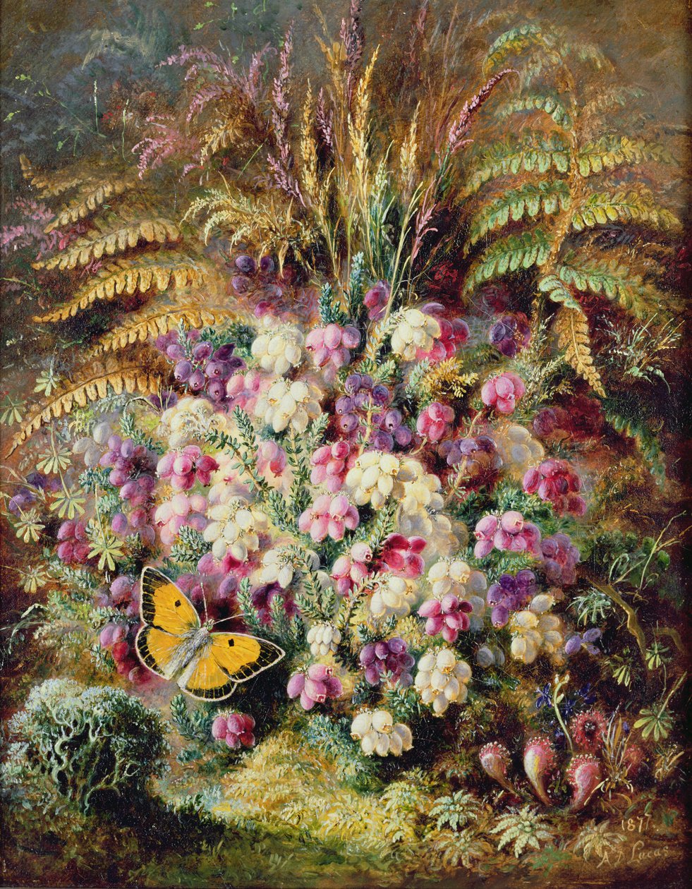 Klokheide door Albert Durer Lucas