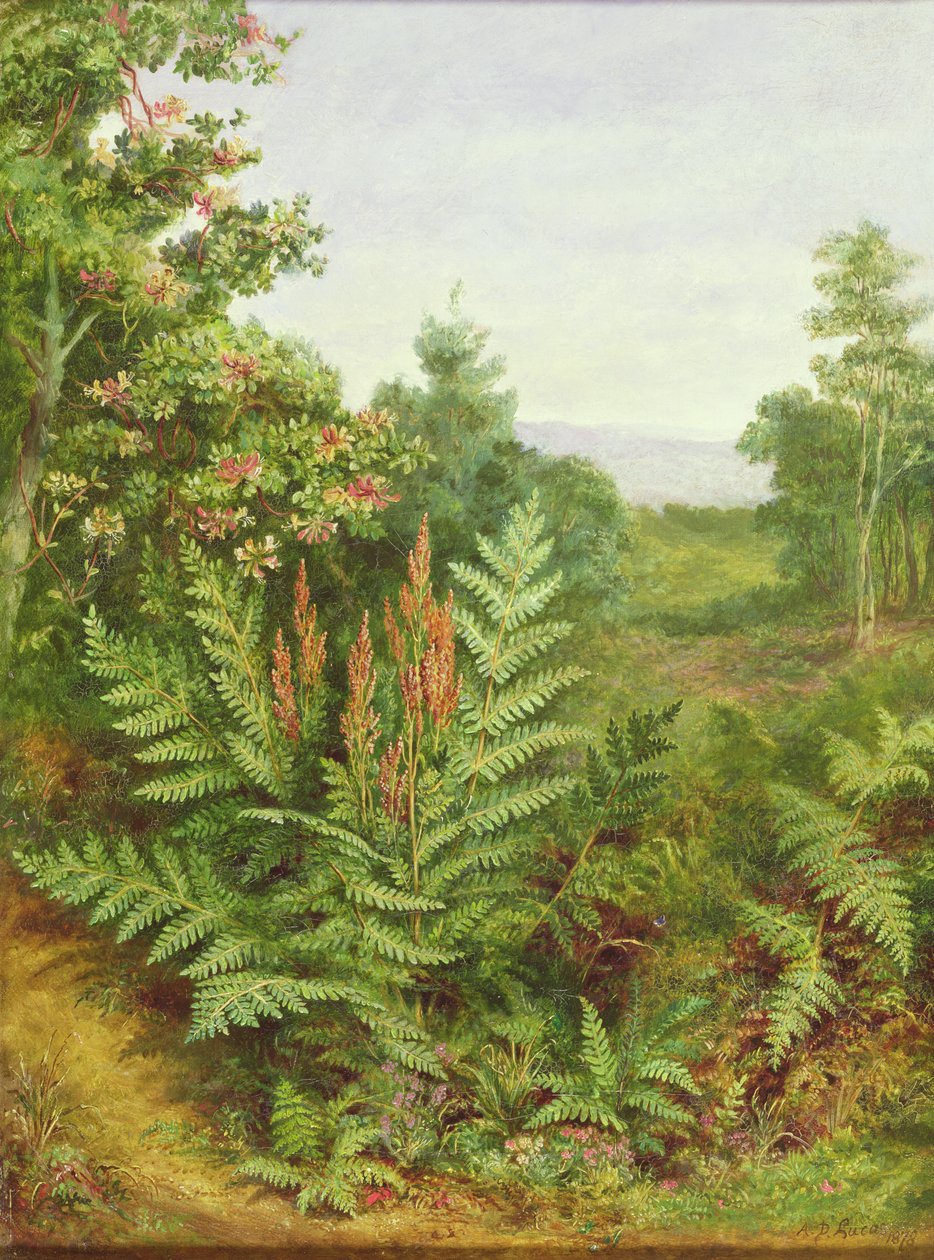 Kamperfoelie en Varens door Albert Durer Lucas