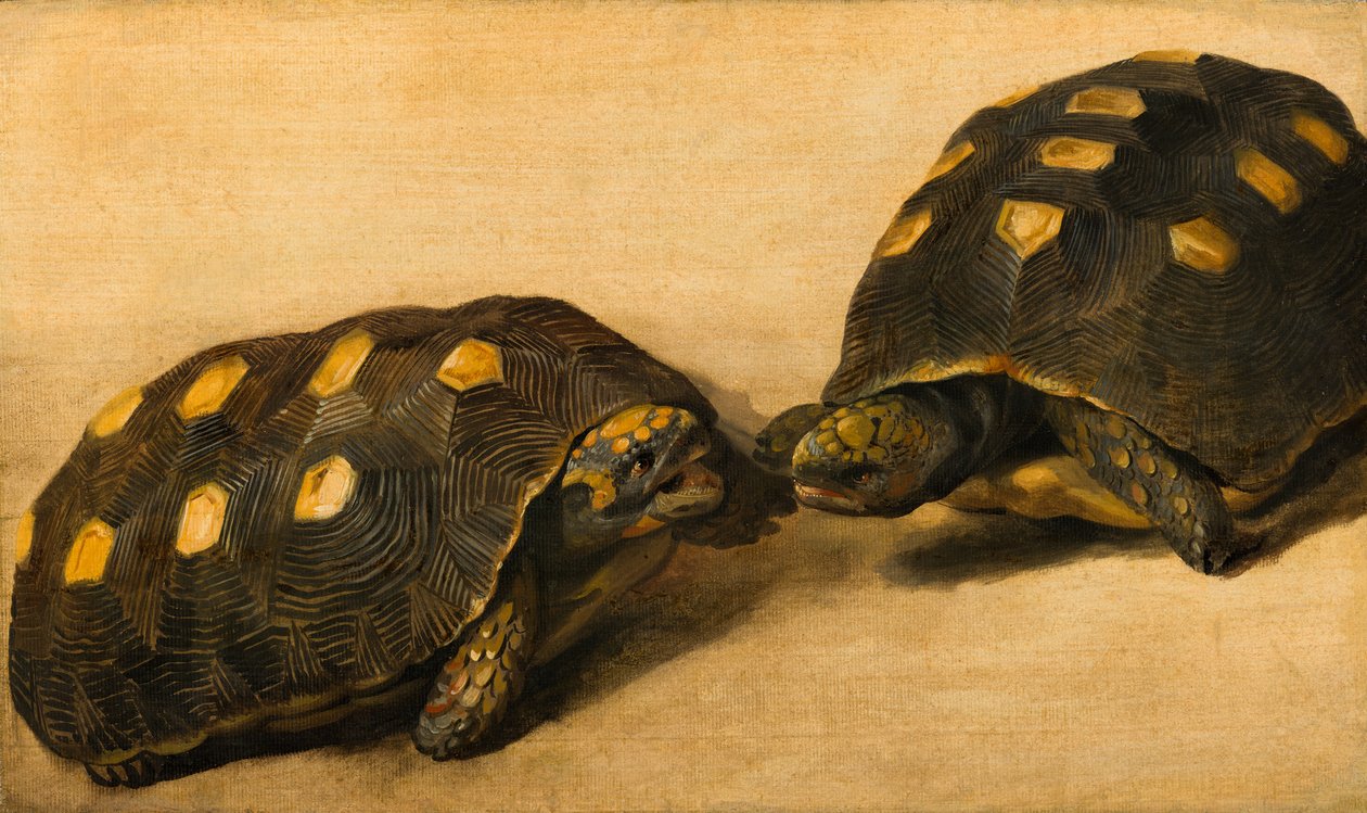 Studie van twee Braziliaanse schildpadden door Albert Eckhout