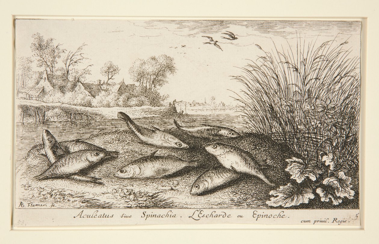 Aculeatus siue Spinachia. L door Albert Flamen