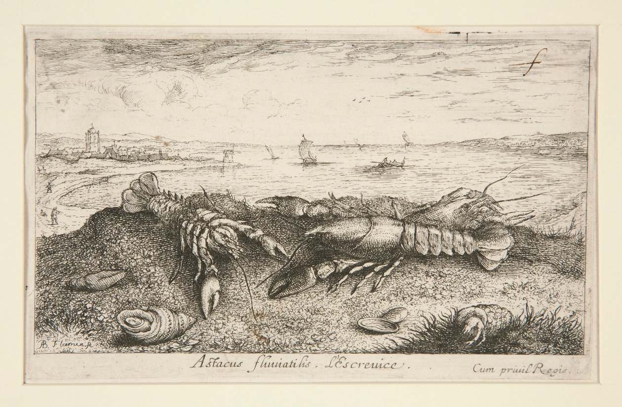 Astacus fluriatilis. L door Albert Flamen
