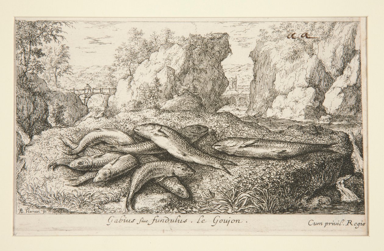 Gabius siue fundulus. Le Goujon door Albert Flamen