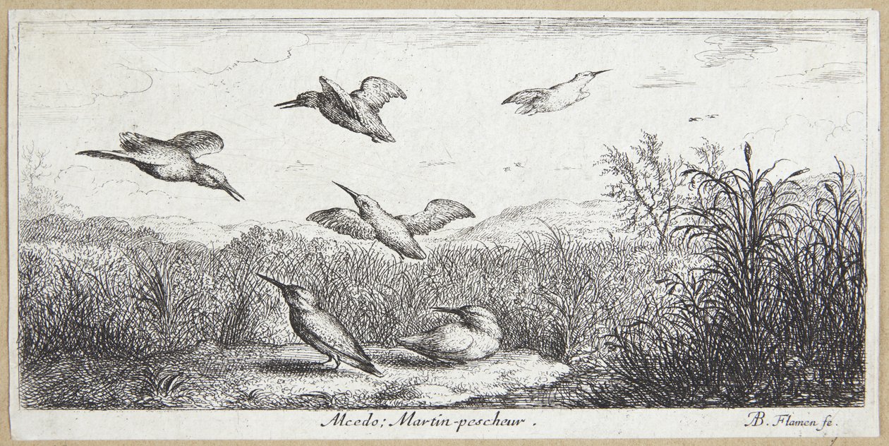 IJsvogel (Alcedo) door Albert Flamen