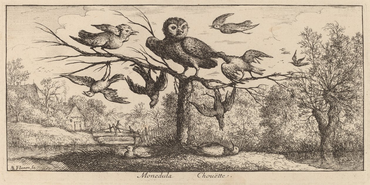 Monedula, De Uil door Albert Flamen