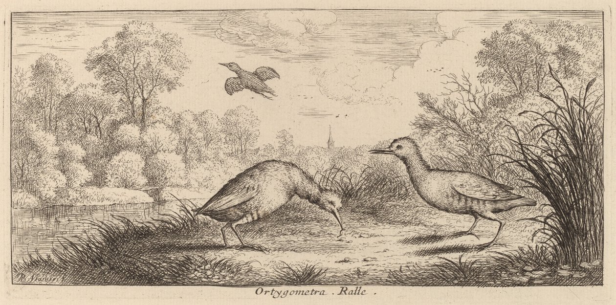 Ortygometra, De Ral door Albert Flamen