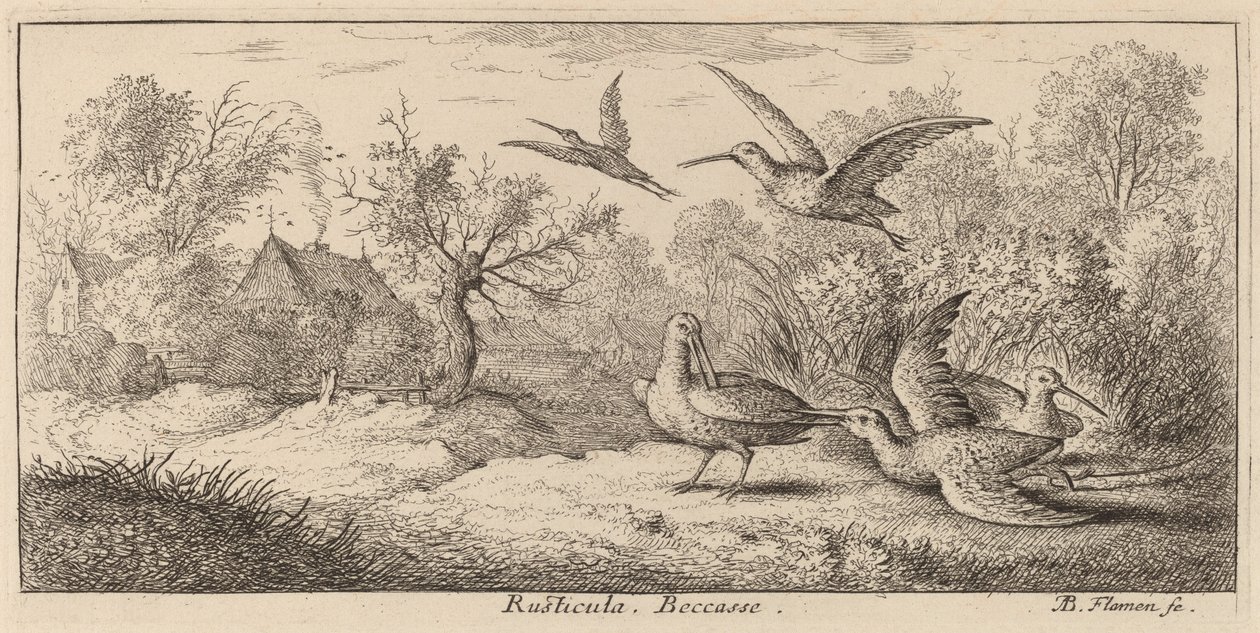 Rusticula, De Houtsnip door Albert Flamen