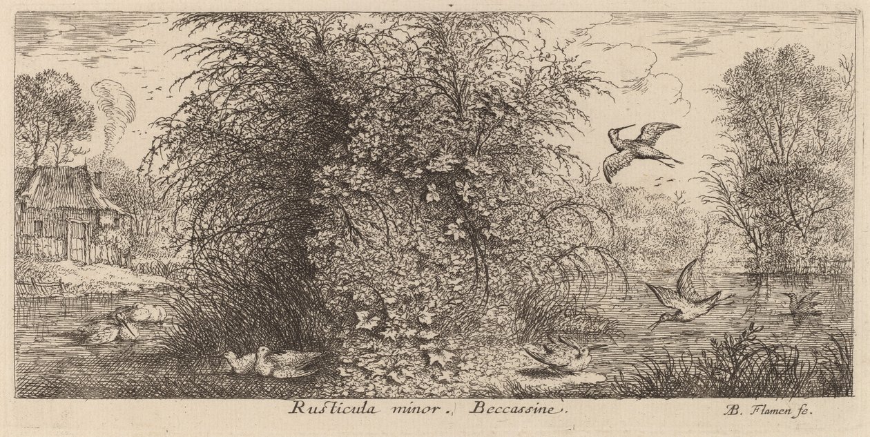 Rusticula minor, de snip door Albert Flamen