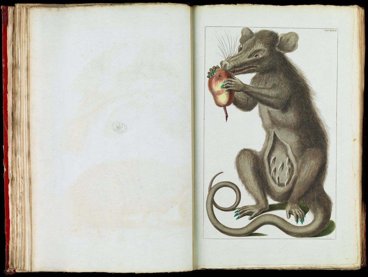 De Opossum, Didelphimorphia door Albertus Seba
