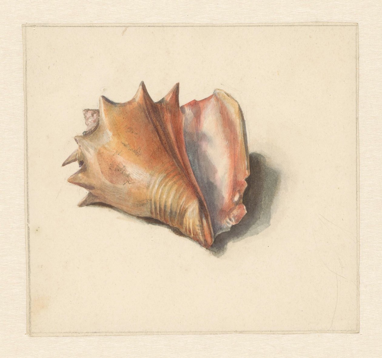 Studie van een schelp door Albertus Steenbergen
