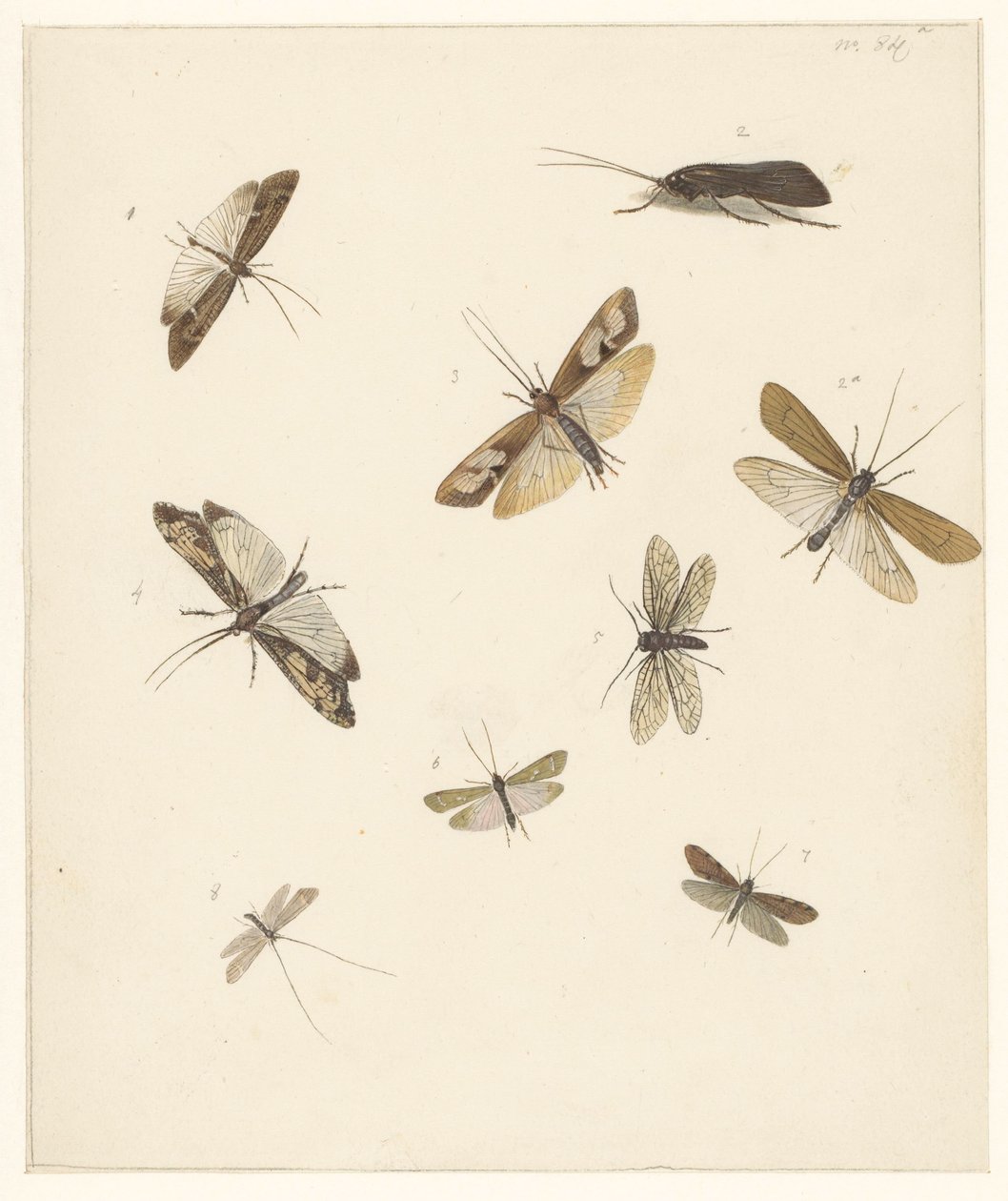 Studieblad met acht nachtvlinders door Albertus Steenbergen