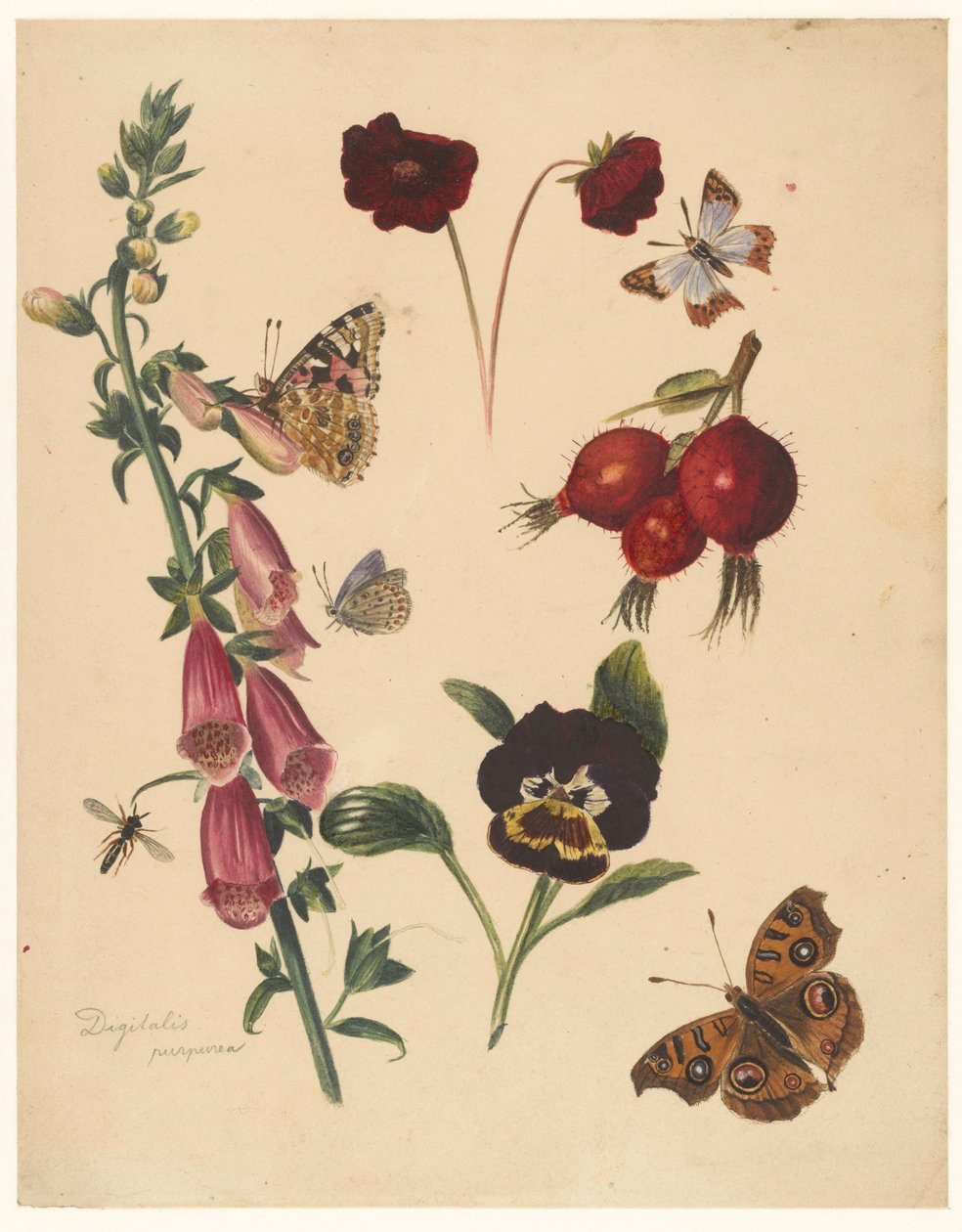 Studieblad met bloemen en vlinders door Albertus Steenbergen