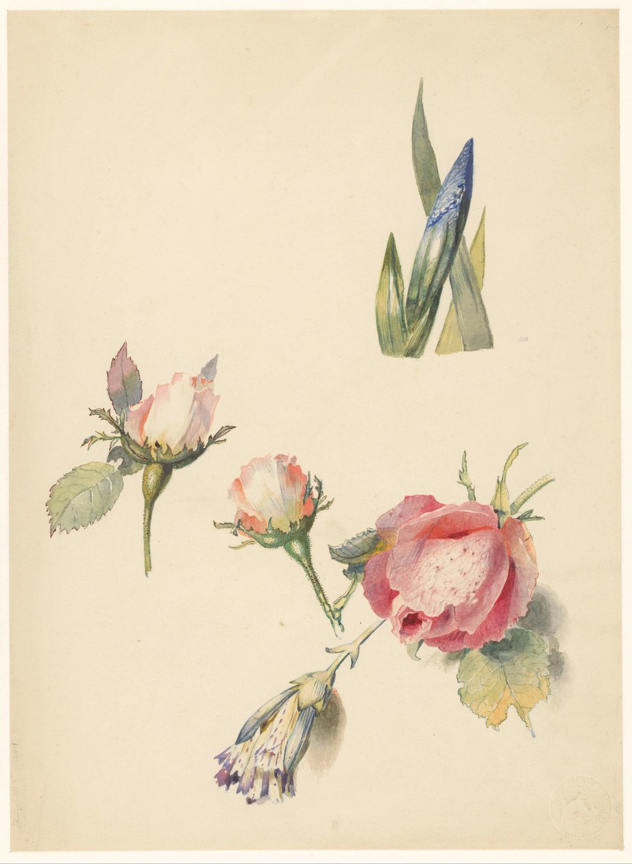 Studieblad met drie rozen en een iris door Albertus Steenbergen