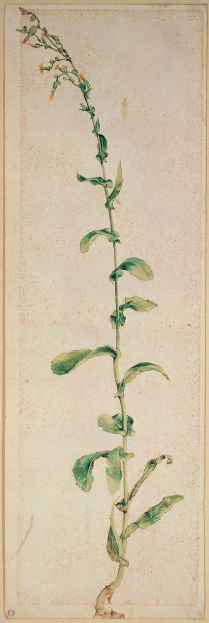 Een tabaksplant door Albrecht Dürer